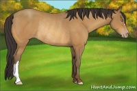 Horse Color:Amber Champagne Rabicano 