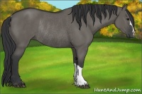 Horse Color:Grullo Rabicano 