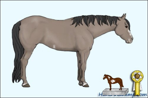 Horse Color: Unknown 