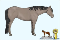 Horse Color:Unknown 