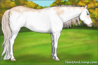 Horse Color:White Spotted Gold Champagne Dun Splash Frame 