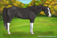Horse Color:Buckskin Splash 