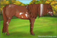 Horse Color:White Spotted Liver Chestnut 