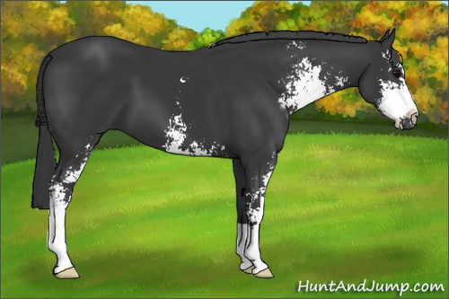 Horse Color: Black Sabino 