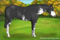 Horse Color:Black Sabino