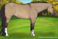 Horse Color:Buckskin Dun 