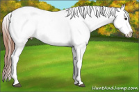 Horse Color:White Spotted Grullo Appaloosa Rabicano 