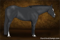 Horse Color:Black Sabino 