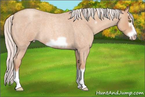 Horse Color: Silver Amber Champagne Roan Splash Frame 
