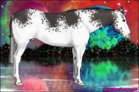 Horse Color:White Spotted Smoky Black 