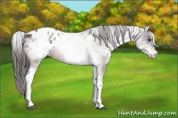 Horse Color:White Spotted Bay Appaloosa