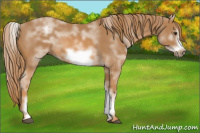 Horse Color:White Spotted Chestnut Frame