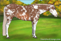 Horse Color:Liver Chestnut Sabino