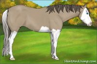 Horse Color:Classic Cream Champagne Splash