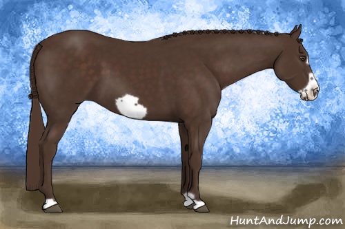 Horse Color: Liver Chestnut Frame 