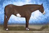 Horse Color:Liver Chestnut Frame 
