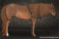 Horse Color:Liver Chestnut 