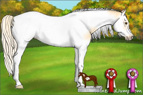 Horse Color: Palomino Dun Splash Tobiano Frame Rabicano 