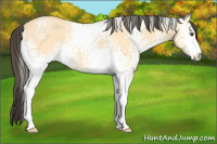Horse Color:White Spotted Buckskin Dun 