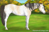 Horse Color:White Spotted Buckskin Dun 