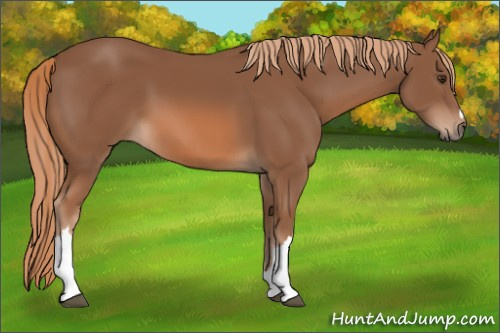 Horse Color: Chestnut 