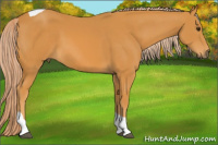 Horse Color:Palomino Tobiano 