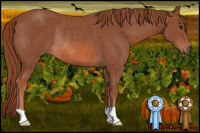 Horse Color:Liver Chestnut Rabicano