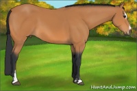 Horse Color:Bay Sabino 