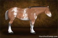 Horse Color:White Spotted Bay 