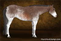 Horse Color:White Spotted Bay 