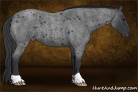 Horse Color:Blue Roan 
