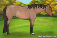 Horse Color:Bay Roan Rabicano