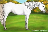 Horse Color:Gray Chestnut 