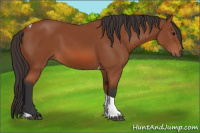 Horse Color:Bay Tobiano Rabicano 