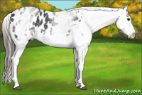 Horse Color:White Spotted Black Appaloosa Rabicano