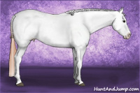 Horse Color:White Spotted Grullo Splash Frame Appaloosa