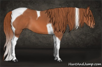 Horse Color:Liver Chestnut Tobiano