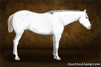 Horse Color:Chestnut Splash Near Leopard Rabicano 