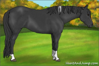 Horse Color:Black Sabino Tobiano