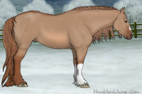 Horse Color:Red Dun 