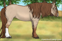 Horse Color:Red Dun 