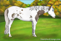 Horse Color:Silver Black Sabino Splash Tobiano