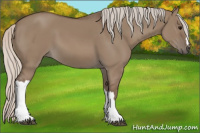 Horse Color:Silver Grullo 