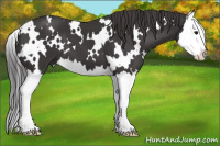 Horse Color:White Spotted Smoky Black Splash 