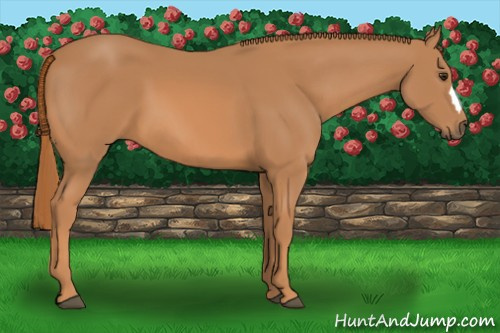 Horse Color: Chestnut 