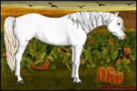 Horse Color:Smoky Grullo Appaloosa 