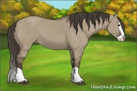 Horse Color:Smoky Grullo Splash 