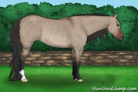 Horse Color:Brown Dun Rabicano 