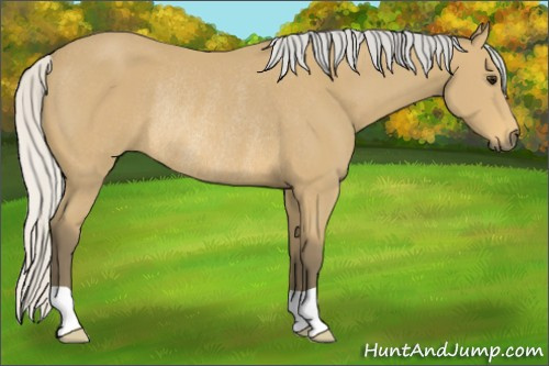 Horse Color: Unknown 