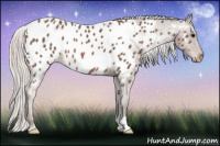 Horse Color:Silver Black Appaloosa 